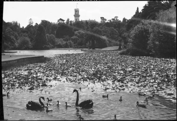 Victoria Melbourne, the Botanic Gardens, swans, ducks, pond Victor - Old Photo