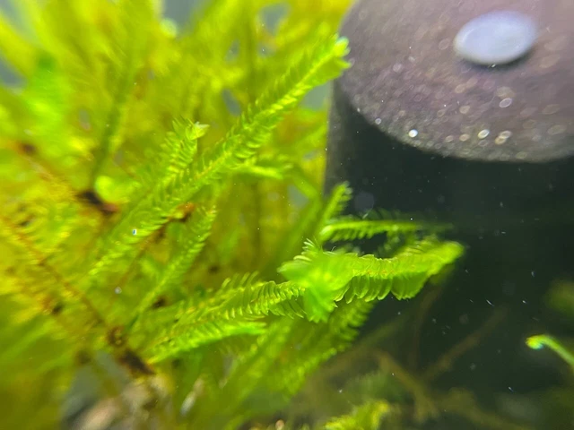 Giant Willow Moss - Freshwater Aquarium Moss, FULL 4oz Container.  Shrimp Love!