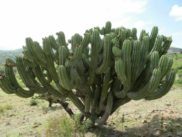 Chichipe Cactus - Polaskia chichipe - 5+ seeds - Semillas - Graines - Gx 039