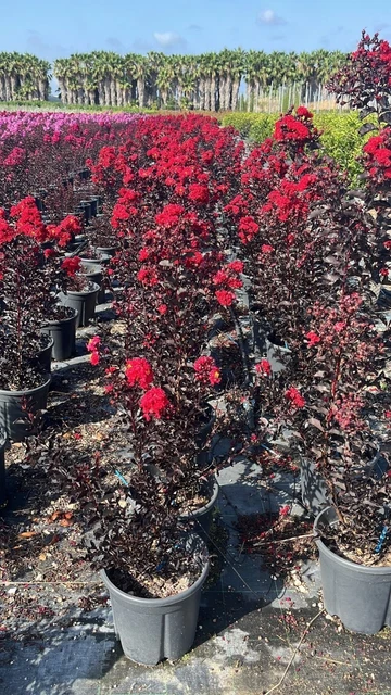 Lagerstroemia Indica Rosea - Pianta Da Esterno In Vaso 7x7cm, Vivaio Di Castelletto - Foto 12