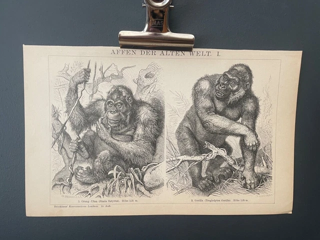 APES Rara illustrazione antica Brockhaus Stampa del 1900 SPEDIZIONE GRATUITA