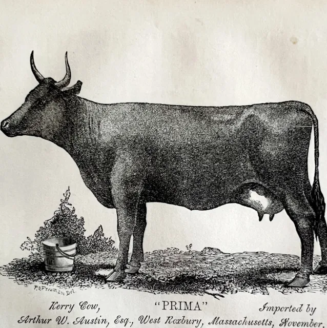 Prima Kerry Bull Cow Massachusetts 1863 Victorian Agriculture Animals Art DWZ4A