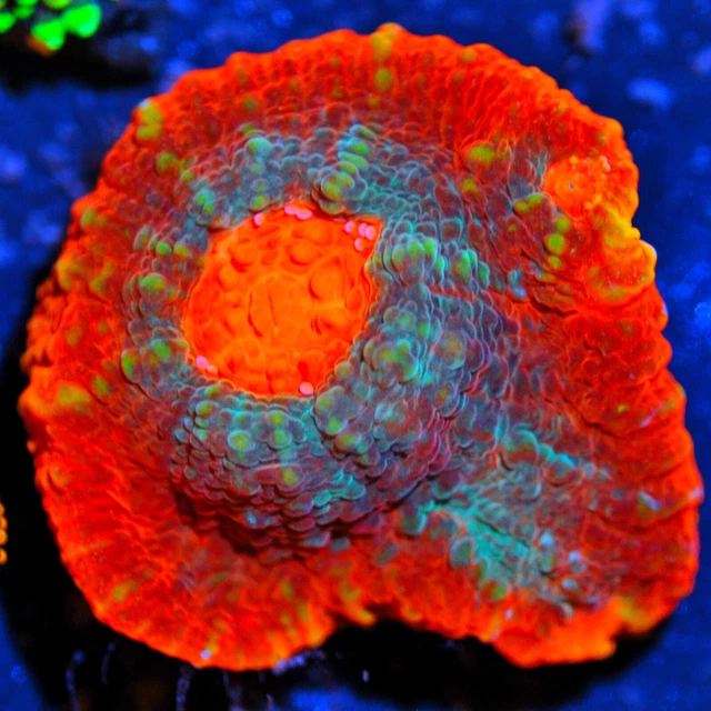 CORALS OF EDEN ~  WYSIWYG Live Coral Frag ~ UFO Chalice Coral ~ LPS SPS