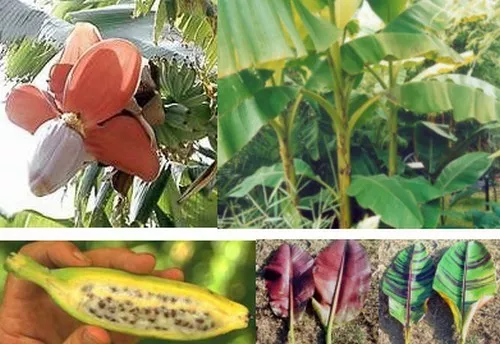 SAMEN toller 3 er Set: drei verschiedene leckere Bananensorten Garten Terrasse B