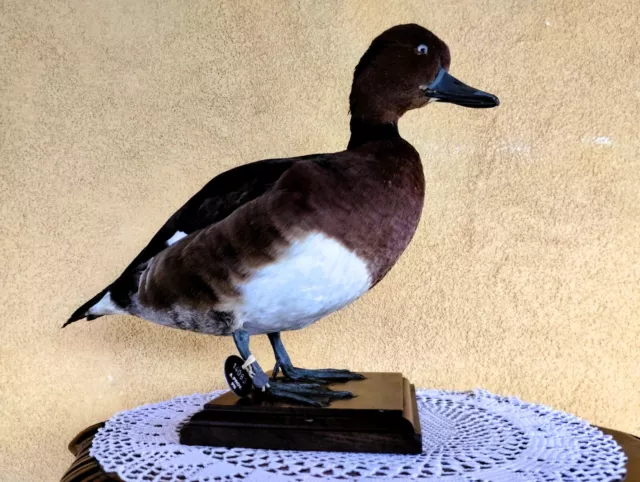 Trofeo Caccia Moretta Tabaccata Tassidermia Taxidermy Birds Anatra Imbalsamata