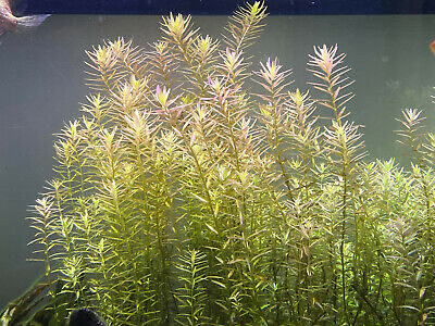 20 STEMS Rotala Rotundifolia Tropical Freshwater Aquarium Live Plant 3