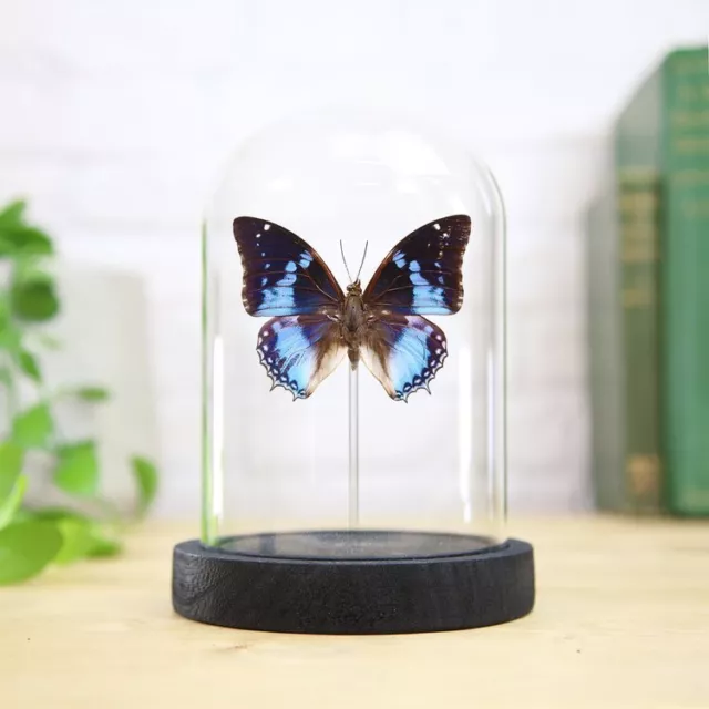 Western Blue Charaxes Butterfly bug Entomology Handcrafted Glass Bell Jar