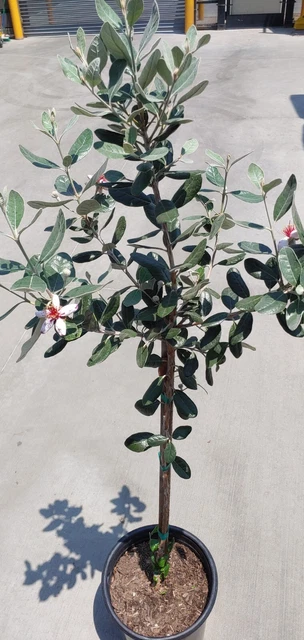 Pineapple Guava (Feijoa sellowiana 'Nazemetz') Tropical Fruit Trees