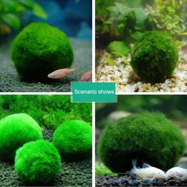 1-10pcs Marimo Moss Ball Cladophora Aquarium Plant Fish Aquarium Decor Algae