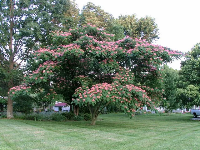 Mimosa Tree Set Of 20 Seeds From 2022