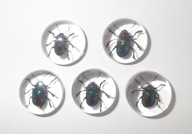 Insect Cabochon Shining Leaf Beetle Round 19 mm Clear 5 Pieces Lot