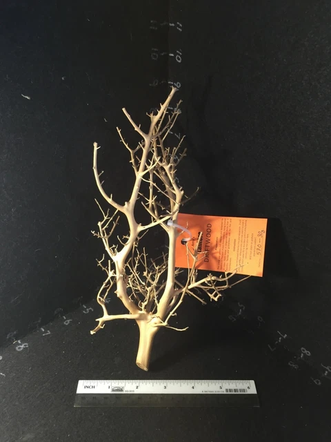 Tantora DRIFTWOOD (Little Moss tree) natural cured shrimp fish safe tank deco 2