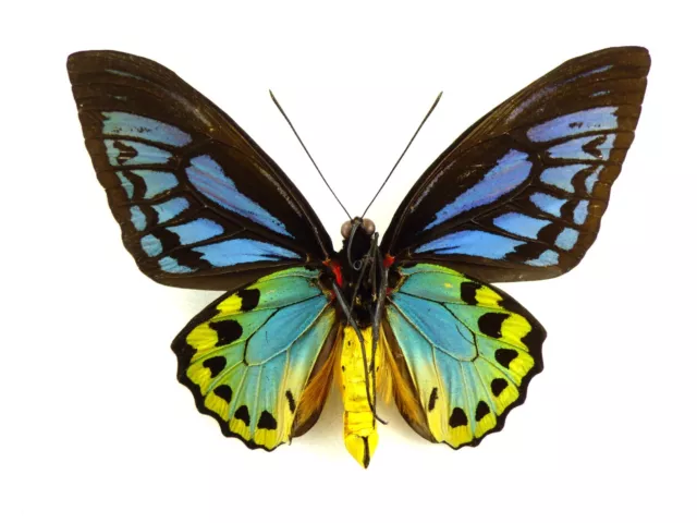 Ornithoptera priamus ssp. caelestis Männchen 2