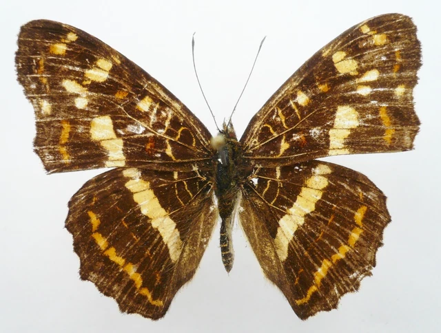 Araschnia Prorsoides Prorsoides From Sichuan, China
