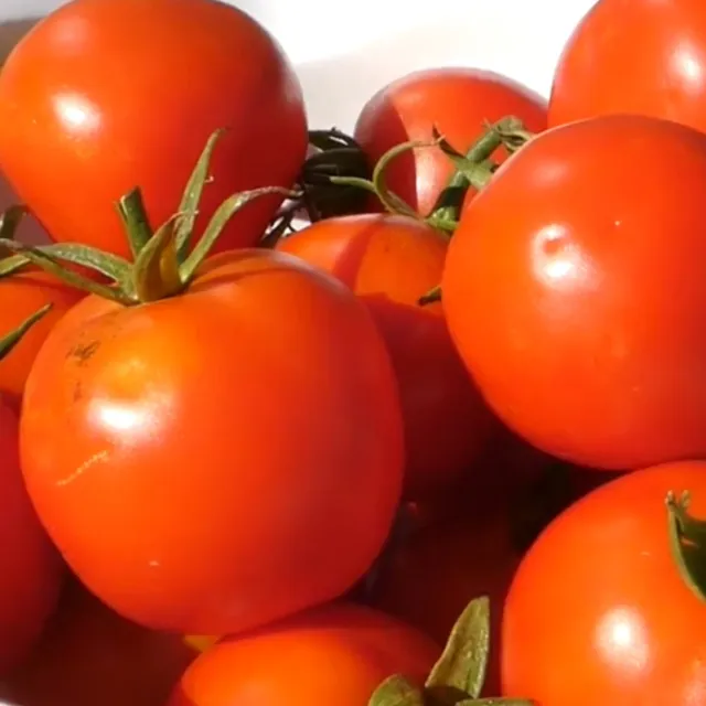 Siberian Tomato Seeds  - Heirloom Tomatoes - Seeds | Vegetable Seeds Canada