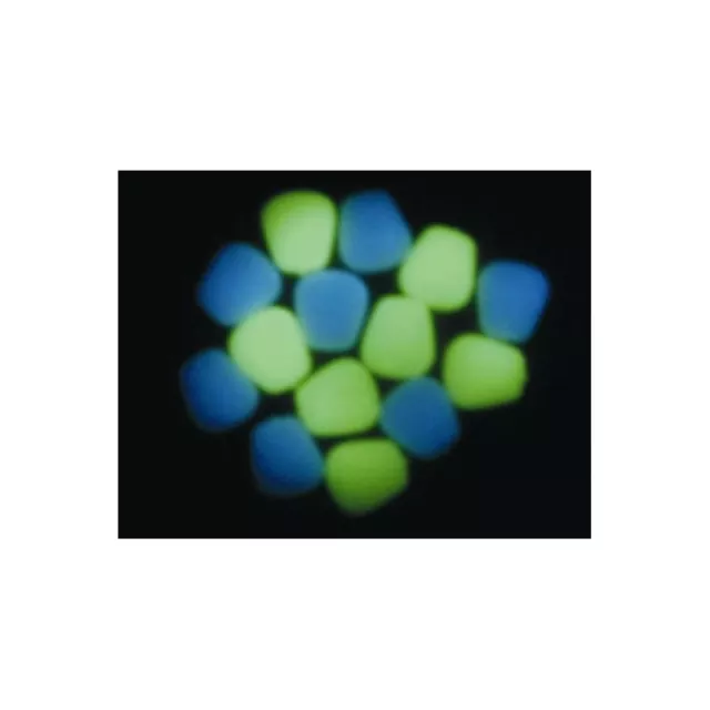 Enterprise Night Glow In the dark Sweetcorn *PAY 1 POST