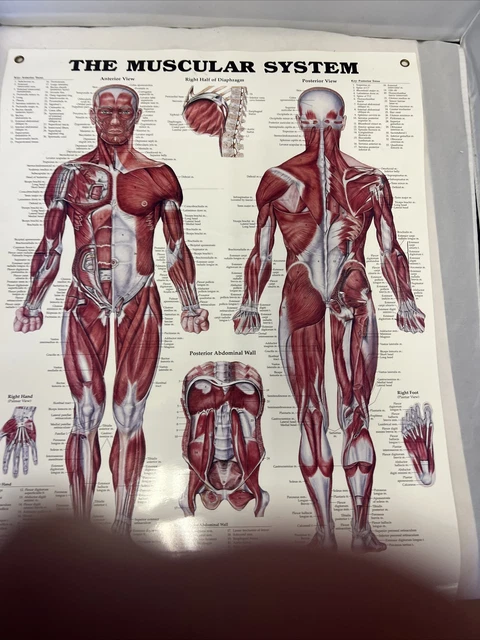 THE MUSCULAR SYSTEM Anatmical Chart: Poster By: Anatomical Chart ...