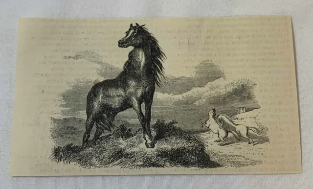 1851 Rivista Incisione ~ Majestic Cavalli