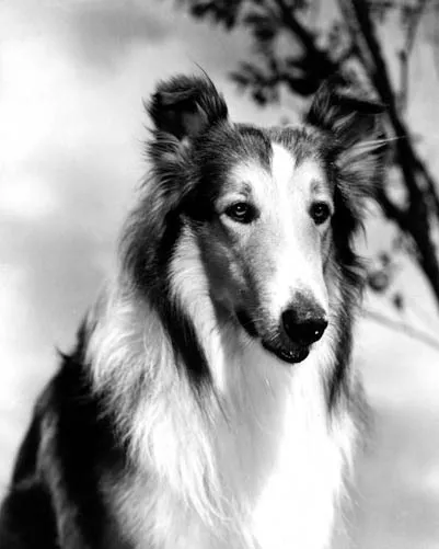 Lassie [1021028] 8x10 photo (other sizes available)