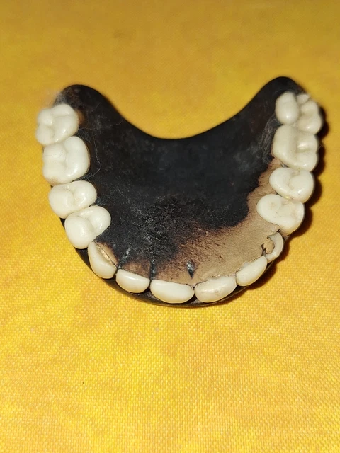 12 Fausses Dents De Vampire – Accessoire Halloween Décalé Pour Déguisement Et Soirées