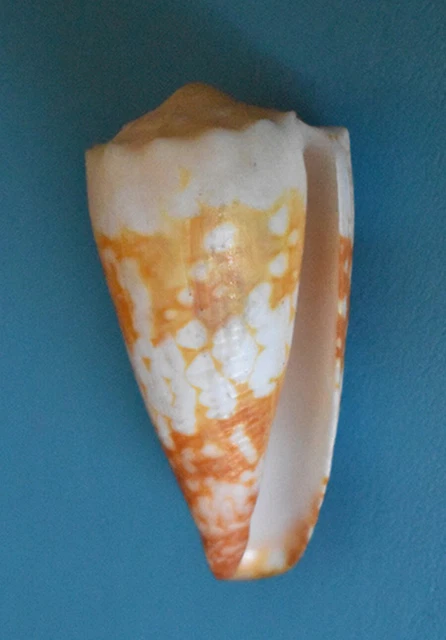 Conus flavidus (?) – Coquillage de collection - Collection