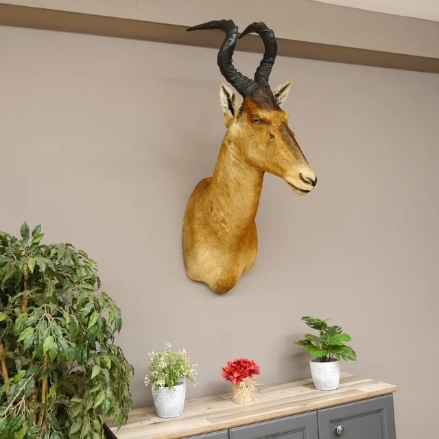Hartebeest Cabeza Preparado Hle 57CM Búfalo Principal Vaca Antílope África H 2