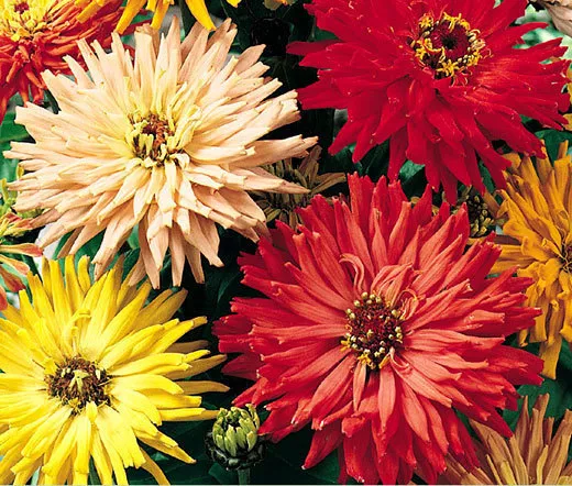 COULEURS MIXTES ZINNIA CACTUS Zinnia Elegans - 1 100 graines en vrac