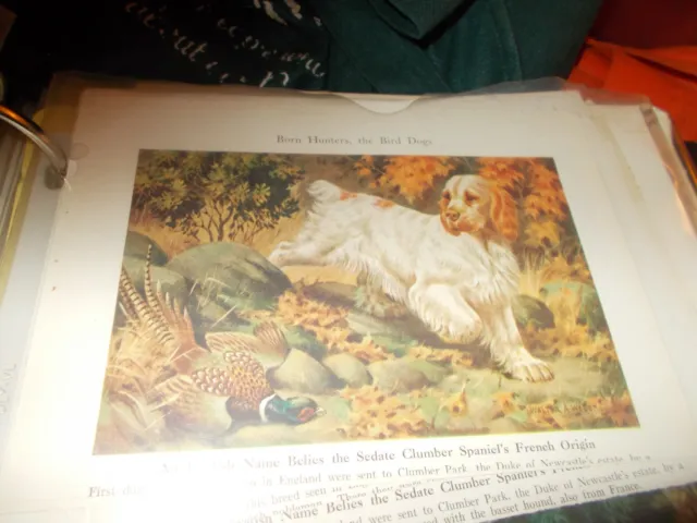 Walter A. Weber Clumber Spaniel bookplate 1947 National Geographic Magazine