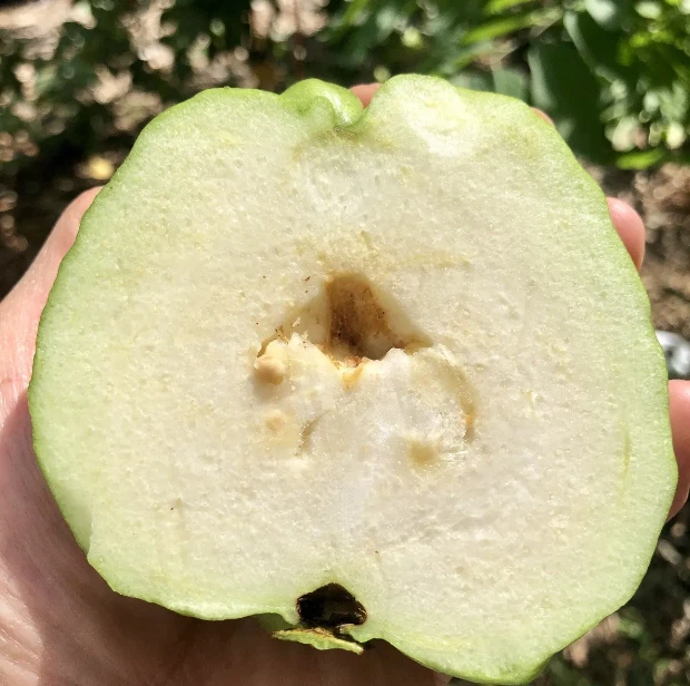 25+ Seeds Queen Guava, Large-White-Seedless Guava, Psidium Guajava