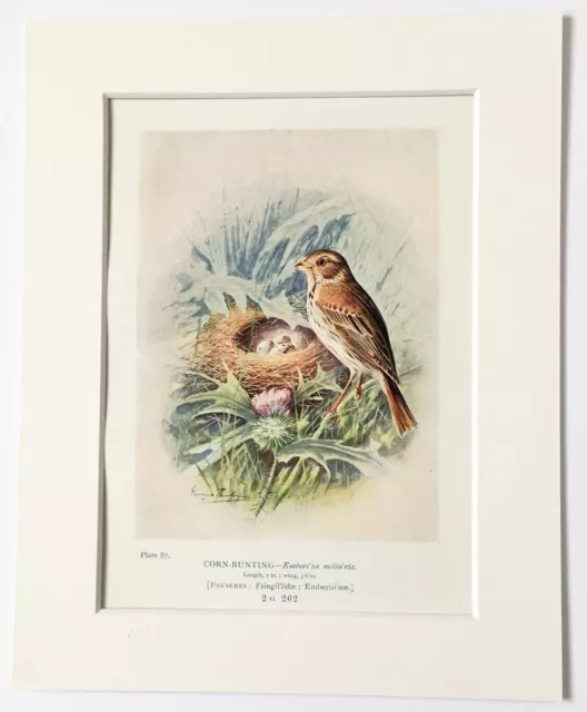 CORN BUNTING Bird, Nest & Eggs - Mounted Antique Print 1910 Book Plate 87
