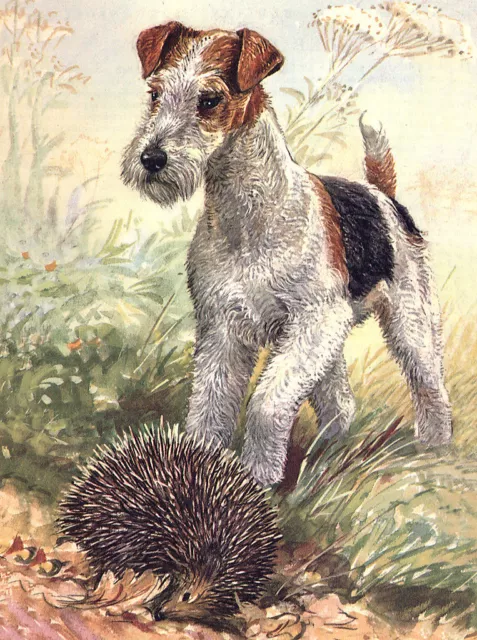 Wire Fox Terrier Charming Dog Greetings Note Card Lovely Dog And Hedgehog