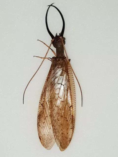 Giant Dobsonfly Male 100Mm+ Amazing!!! Corydalinae Ecuador Rare!!!