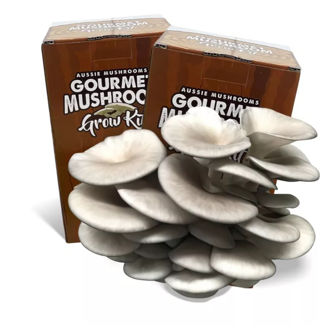 Aussie Mushrooms Ready to Grow Mushroom Kit -  Pearl / Blue Oyster