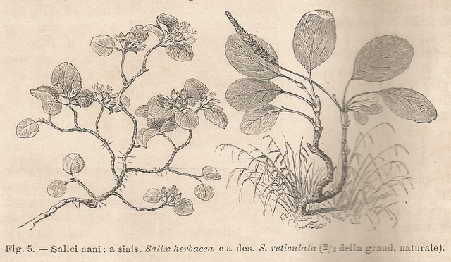 A1605 Cypress Enanos - Xilógrafo - Imprimir Antigua Del 1895 - Engraving