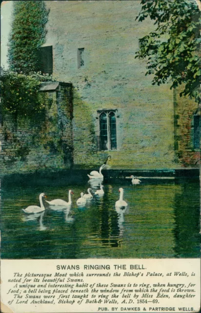 Swans Ringing The Bell Wells Bishops Palace dawkes & Partridge 1908 Postmark