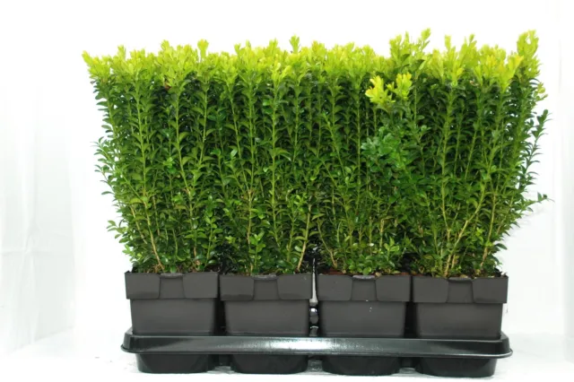 Boj aprox. 40 cm arbusto Buxus sempervirens planta de seto resistente al invierno