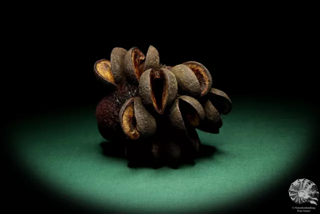 Banksia speciosa Australia árboles de plata recientes frutos secos frutos secos