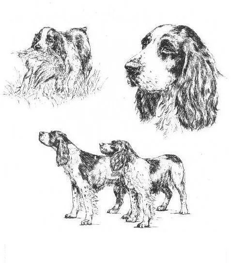 English Springer Spaniel - CUSTOM MATTED - 1963 Vintage Dog Art Print - *