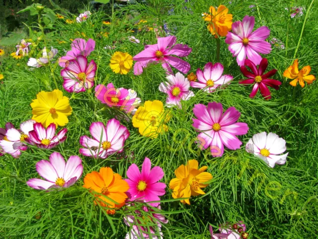 Cosmos Sensation-Mix Cosmea Schmuckkörbchen Cosmee Bunter Dauerblüher 100 Samen