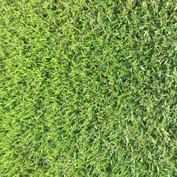 Empire Zoysia Grass Seeds FOR SALE! PicClick