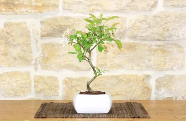 Bonsaï de pommier en fleurs dans un pot carré blanc