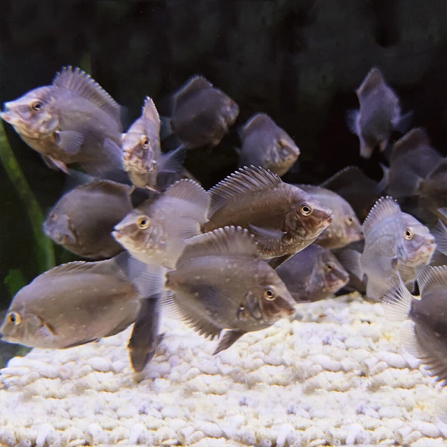 Uaru Triangle Cichlid - Uaru amphiacanthoides - Live Fish (1.75" - 2") - South 2