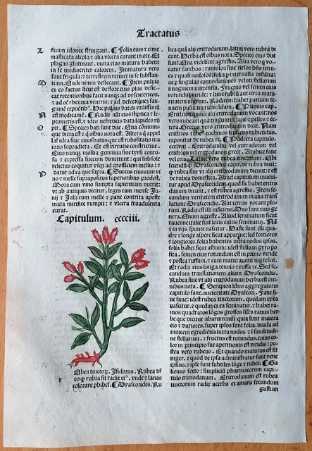 Original Post Inkunabel Hortus Sanitatis Koloriert Rubia tinctorum Venedig 1511