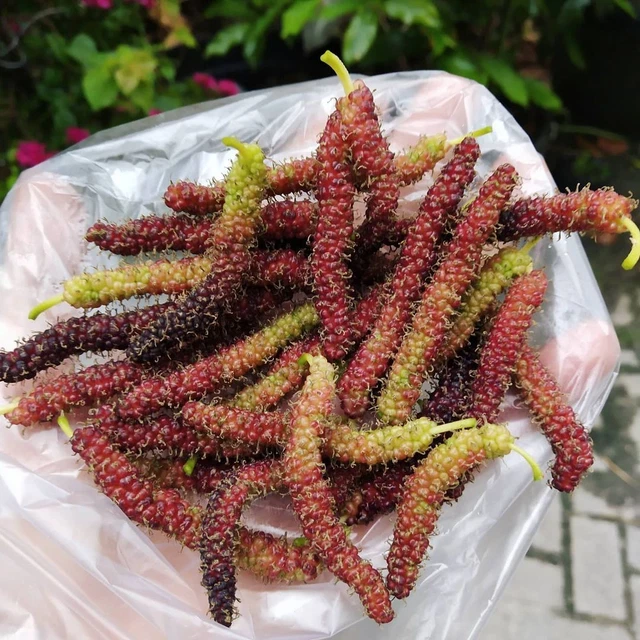 Wholsale Grafted Mulberry Long Fruit Tree Seeds Fruit Ship By DHL 100% Guaranted
