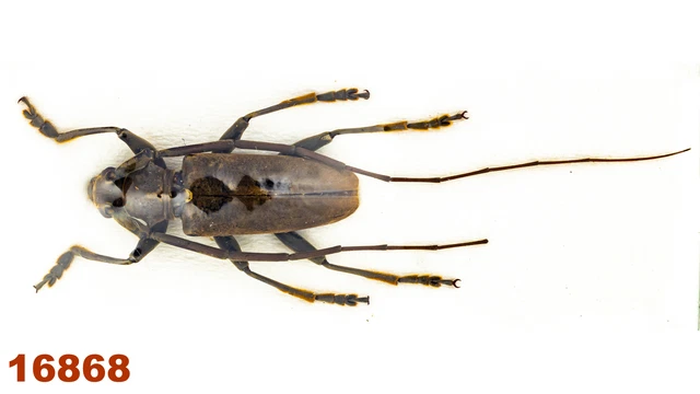 Cerambycidae: Acalolepta sp.   A2, 21 mm , 1 pc