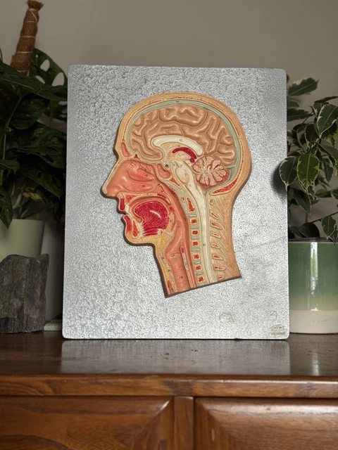 VINTAGE SOMSO HUMAN HEAD median section educational model Anatomy model ...