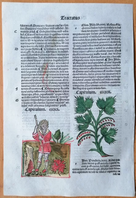 Original Post Inkunabel Hortus Sanitatis Koloriert Beeren Ribes Venedig 1511