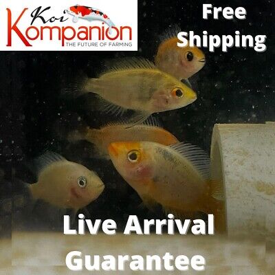 3/5/10/20X Red Devil Cichlid Freshwater Fish Koi Kompanion Free Shipping
