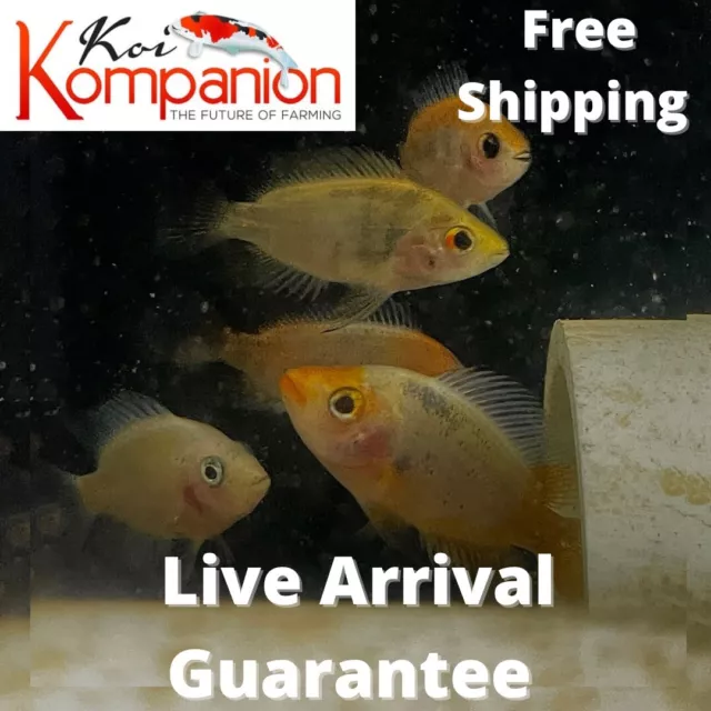 3/5/10/20X Red Devil Cichlid Freshwater Fish Koi Kompanion Free Shipping