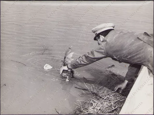 1957 POLESINE CAMERINI salvataggio galline vigili del fuoco? Rovigo Fotografia